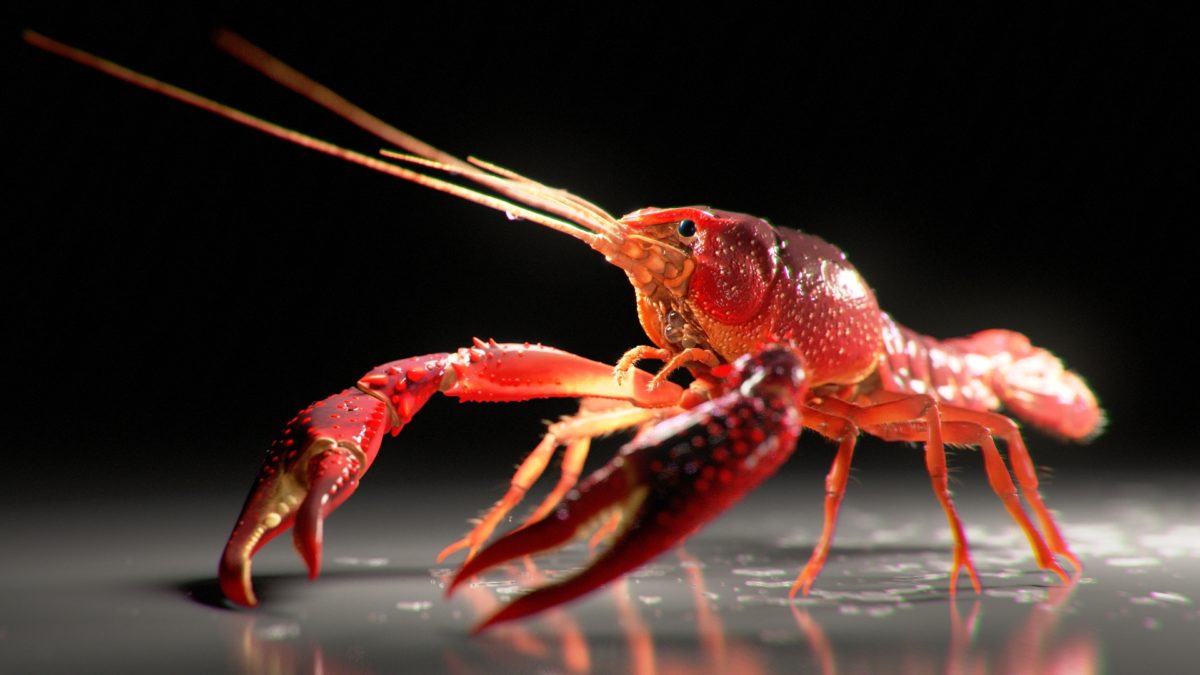 Известные виды раков. Crayfish. Mansell Crayfish. Crayfish Live.